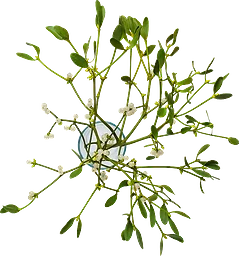 Mistel 35cm