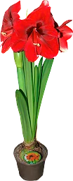 Amaryllis Jumbo