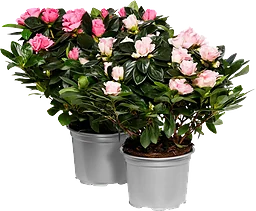 Azalea Aiko 13cm kruka Höjd 23cm varierande färger