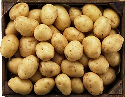 Potatis Mjölig