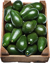 Avokado i nät