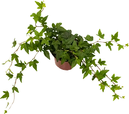 Hedera Helix 12cm