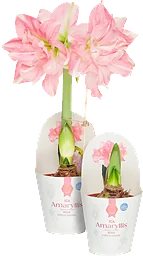 Amaryllis dubbel Rosa 13cm