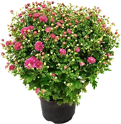 Bollkrysantemum