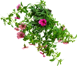 Petunia Million Bells