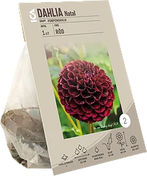 Dahlia Pompon Natal röd Garden