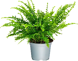 Ormbunke 12cm kruka Höjd 25cm varierande färger