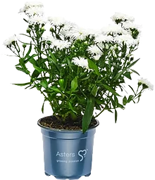 Aster dubbelblommande 11cm kruka Höjd 28cm Vit