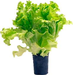 Kruksallat Klass 1