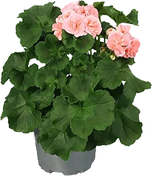 Pelargon Astrid 14 cm SE