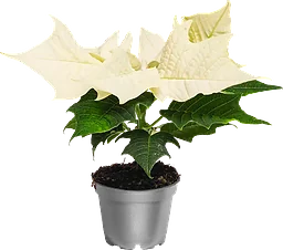 Julstjärna mini 6cm kruka Höjd 12cm vit