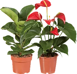 Gröna och blommande växter