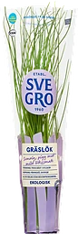 Gräslök Eko