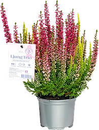 Ljung Calluna Trio Rosa Bandet 11 cm