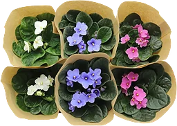 St.Paulia dubbelblommande 12cm kruka Höjd 20cm varierande färger