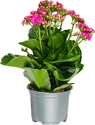 Kalanchoe 10,5cm cerise