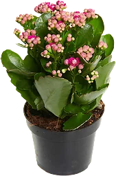 Kalanchoe Lila