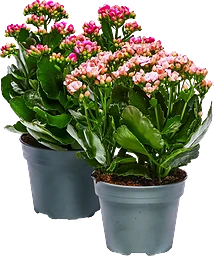 Kalanchoe dubbelblommande 13cm kruka Höjd 30cm varierande färger