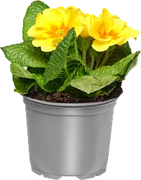 Jordviva enkelblommande 10cm kruka Höjd 20cm gul