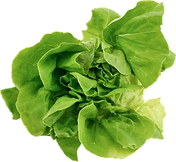 Huvudsallad Klass 1