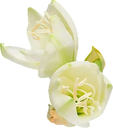 Amaryllis singel 1-p 80cm vit