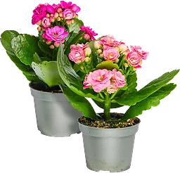 Kalanchoe mini dubbelblommande 6cm kruka Höjd 12cm varierande färger