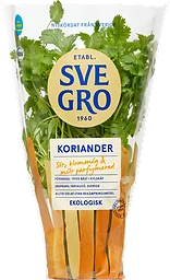 Koriander i kruka Ekologisk 1-p KRAV