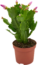 Novemberkaktus Schlumbergera 9 Cm