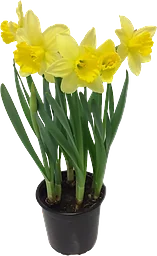 Påsklilja Narcissus
