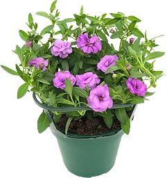 Hängpetunia dubbel 12 cm