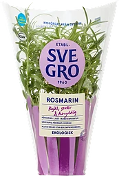 Rosmarin i kruka Ekologisk 1-p KRAV