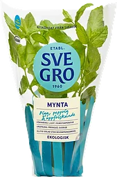 Mynta i kruka Ekologisk 1-p KRAV