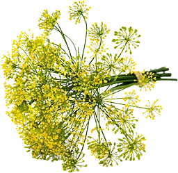 Krondill