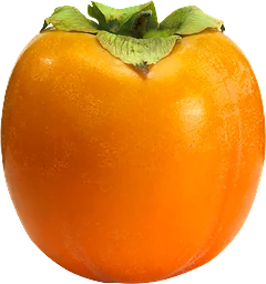 Persimon