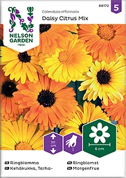Ringblomma Daisy Citrus Mix Låg