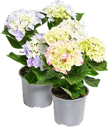 Hortensia 2-grenad 10,5cm kruka varierande färger