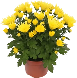 Krysantemum 12cm gul