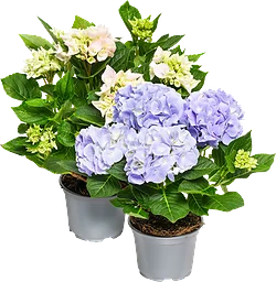 Hortensia 4-grenad 13cm kruka varierande färger