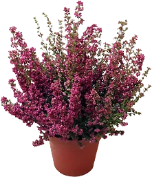 Höstljung erica i kruka, 11cm cerise