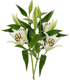 Lilja Oriental vit
