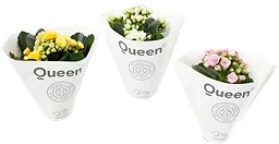 Kalanchoe mini dubbelblommande 6cm kruka Höjd 12cm varierande färger