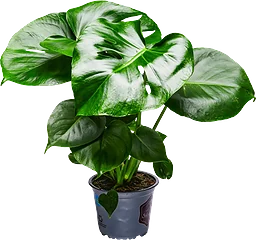 Monstera 14cm