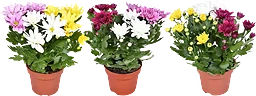 Krysantemum rainbow 12cm