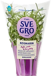 Rosmarin i kruka Ekologisk 1-p