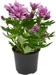 Krysantemum Chrysanthemum 3-plant 12cm