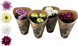 Krysantemum Mix Storblommig 1-p