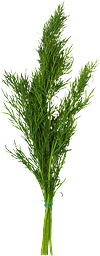 Dill