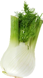 Fänkål