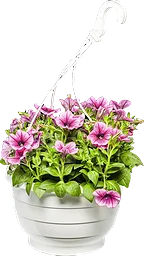 Ampel hängpetunia 27cm