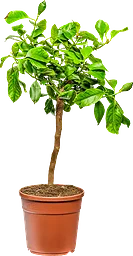 Citronträd 19cm